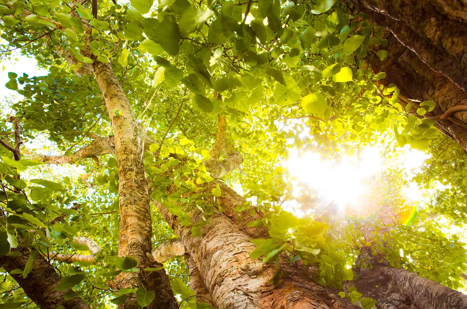 découvrez l'impact des panneaux solaires sur l'environnement et l'économie. explorez comment cette source d'énergie renouvelable contribue à la réduction des émissions de carbone et à la transition énergétique.