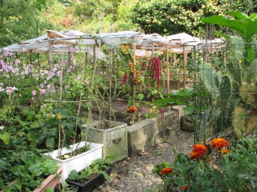 découvrez notre abri pour tomates, la solution idéale pour protéger vos plants des intempéries et favoriser leur croissance. conçu pour maximiser l'ensoleillement tout en offrant une sécurité optimale, cet abri est parfait pour les jardiniers passionnés souhaitant obtenir des récoltes abondantes et savoureuses.