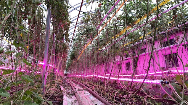 découvrez notre abri végétal, un espace harmonieux qui allie design et nature. parfait pour protéger vos plantes tout en ajoutant une touche esthétique à votre jardin. idéal pour les passionnés de jardinage et ceux qui souhaitent créer un environnement paisible.