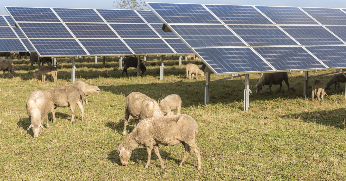découvrez l'agriculture photovoltaïque, une solution innovante qui allie production agricole et énergie solaire. découvrez comment cette pratique durable optimise l'utilisation des terres tout en générant des énergies renouvelables pour un avenir plus vert.