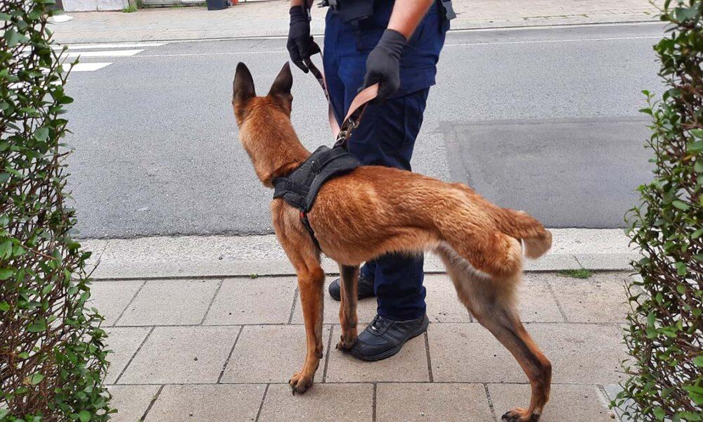découvrez l'univers fascinant des animaux au toit, des créatures surprenantes qui s'adaptent à la vie en hauteur. apprenez-en plus sur leurs habitats uniques, leurs comportements exceptionnels et comment ils contribuent à l'écosystème. une aventure à ne pas manquer dans le monde des animaux!