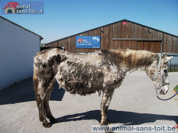 découvrez l'univers fascinant des animaux au toit, un concept qui explore les différentes espèces vivant dans les hauteurs et les toits des bâtiments. apprenez comment ces créatures s'adaptent à leur environnement urbain, leur comportement unique et l'importance de leur préservation dans nos villes.