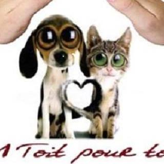 découvrez l'univers fascinant de l'animal au toit, une créature unique qui se distingue par son habitat et son comportement. explorez ses caractéristiques, son écosystème et les mystères qui l'entourent. plongez dans cette expérience enrichissante et apprenez-en davantage sur cette espèce intrigante.