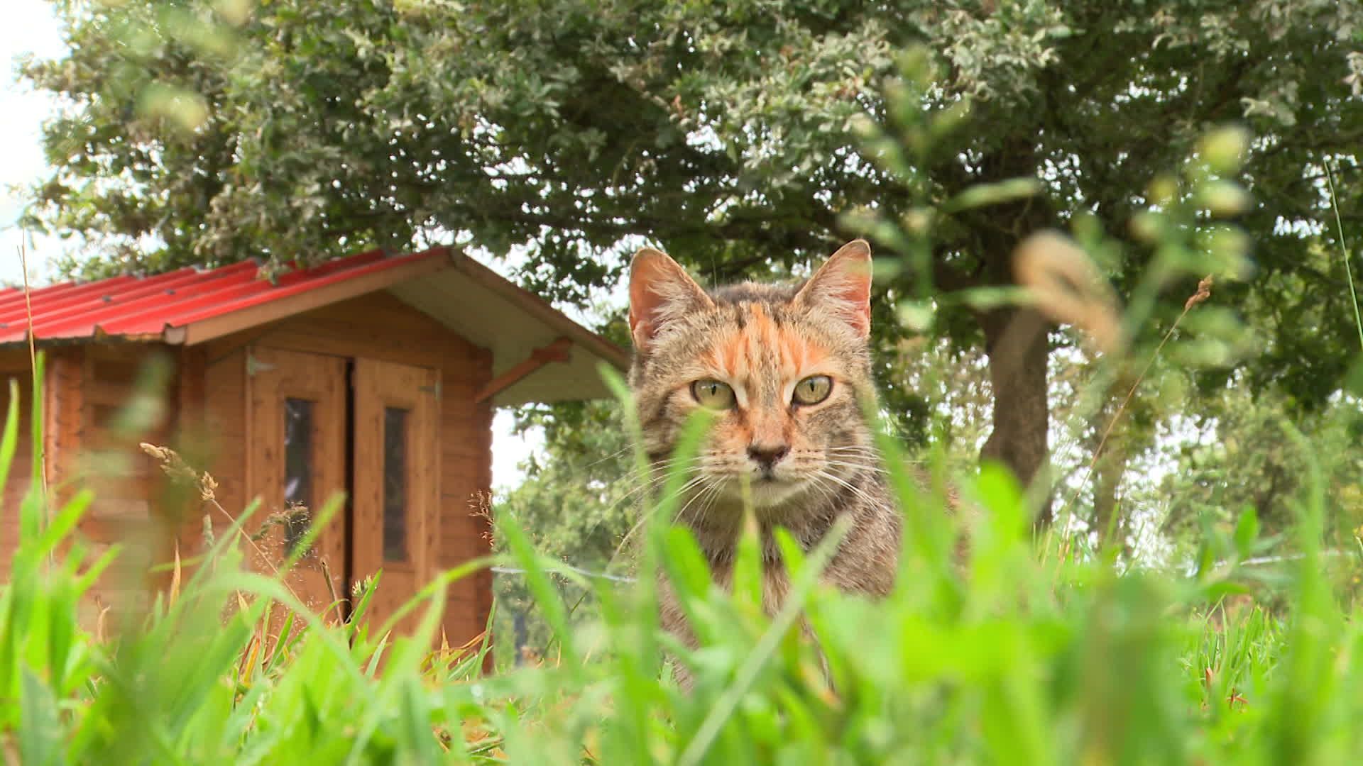 découvrez l'animal au toit, une espèce fascinante qui se caractérise par son habitat unique. plongez dans le monde de ces créatures surprenantes et apprenez-en davantage sur leurs comportements et leur environnement.