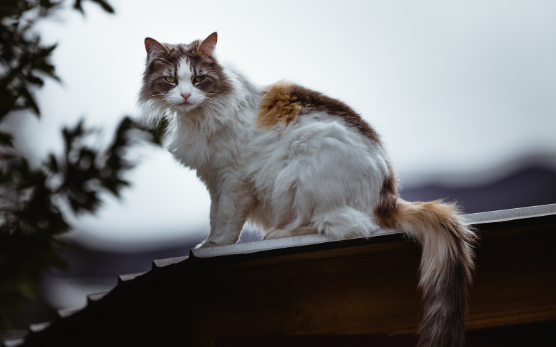 découvrez comment les animaux peuvent s'adapter à la vie sur les toits. explorez les différentes espèces qui habitent ces espaces urbains inattendus et apprenez-en plus sur leur comportement fascinant et les défis qu'ils rencontrent.