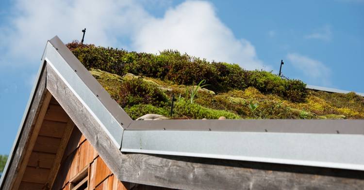 découvrez les nombreux avantages des toits végétaux : amélioration de l'isolation thermique, réduction du bruit, valorisation esthétique, gestion des eaux pluviales et contribution à la biodiversité. transformez votre espace urbain en un véritable oasis de verdure tout en préservant l'environnement.