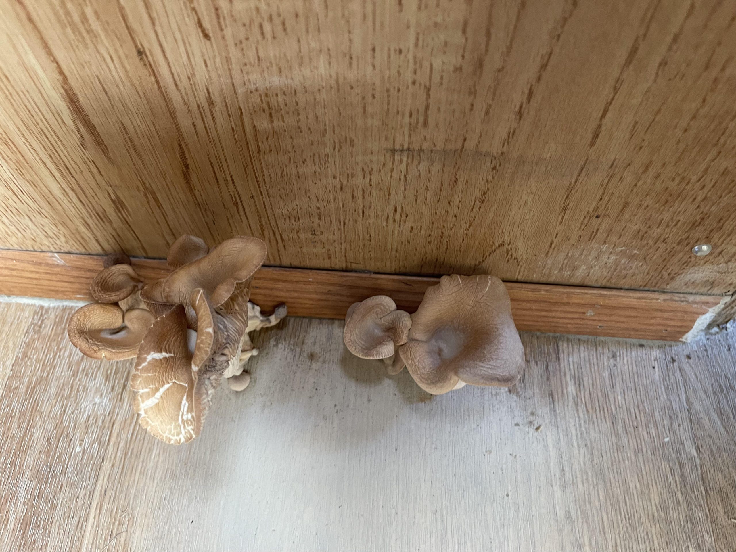 découvrez tout ce qu'il faut savoir sur les champignons lors de vos aventures en camping-car. apprenez à identifier les espèces comestibles, à les recueillir en toute sécurité et à profiter des délices de la nature tout en voyageant. préparez-vous à enrichir vos escapades culinaires en pleine nature avec nos conseils pratiques et astuces !