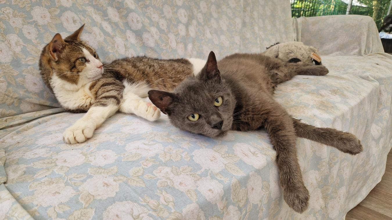 découvrez notre article sur le concept de 'chat sans toit', une réflexion sur la vie des chats errants, leurs défis quotidiens et l'importance de leur protection. apprenez comment vous pouvez contribuer à leur bien-être et soutenir des initiatives locales pour leur venir en aide.