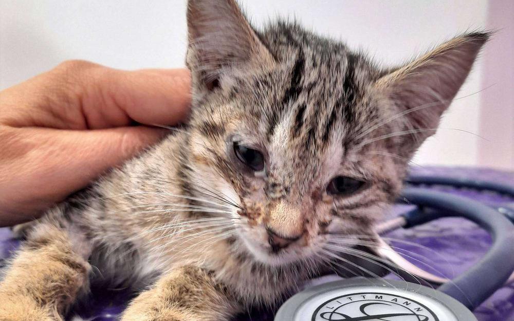 découvrez l'univers des chats sans toit, un mouvement dédié à la protection et au bien-être des félins errants. engagés pour leur sauvetage, leur soin et leur adoption, nous vous invitons à rejoindre notre cause pour offrir un meilleur avenir aux chats sans abri.