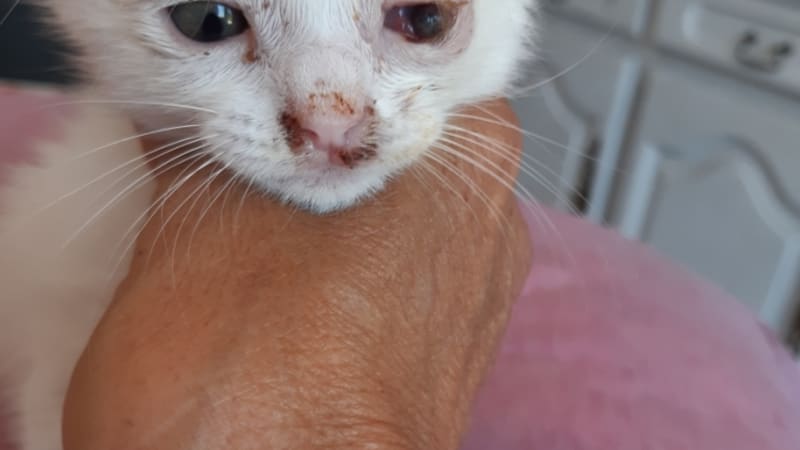 découvrez l'univers émouvant de 'chat sans toit', une histoire touchante qui explore le quotidien d'un chat errant à la recherche d'un foyer et d'amour. suivez ses aventures et ses rencontres, et plongez dans une narration qui sensibilise sur le sort des animaux sans abri.