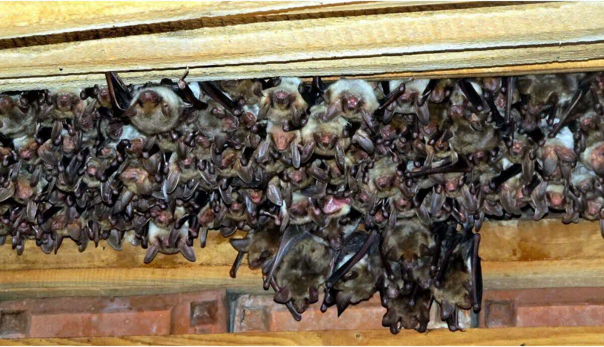 découvrez l'univers fascinant des chauves-souris de toit ! apprenez comment ces créatures nocturnes contribuent à l'écosystème, leurs comportements uniques et comment les cohabiter en toute sécurité. informez-vous sur leurs habitats préférés et les mesures à prendre pour les protéger tout en préservant votre maison.