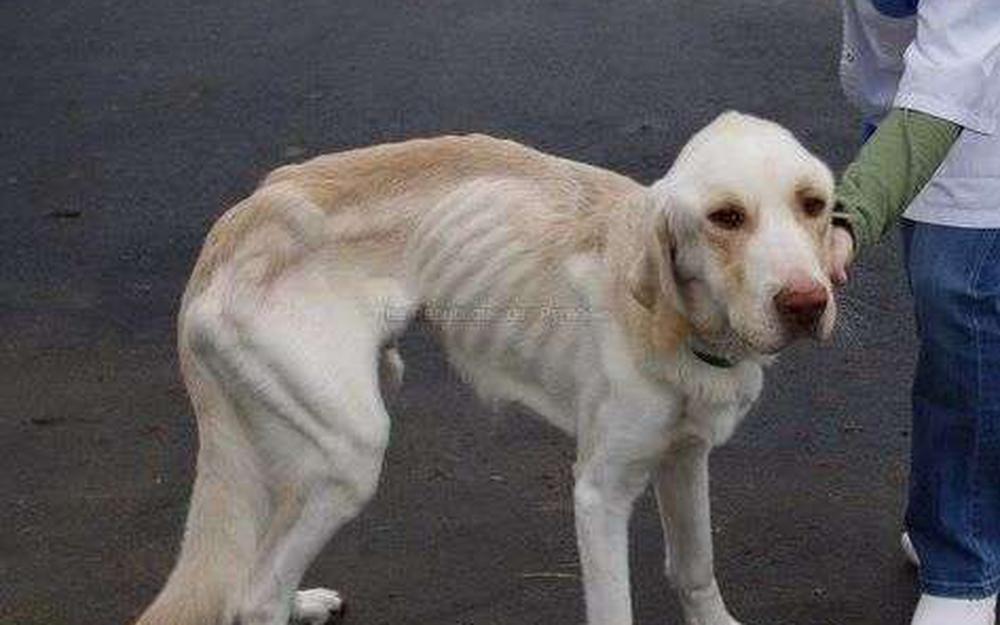 découvrez comment votre chien peut profiter de la vue à la fenêtre et apprendre à rester en sécurité tout en admirant le monde extérieur. conseils pratiques et anecdotes touchantes sur nos fidèles compagnons!