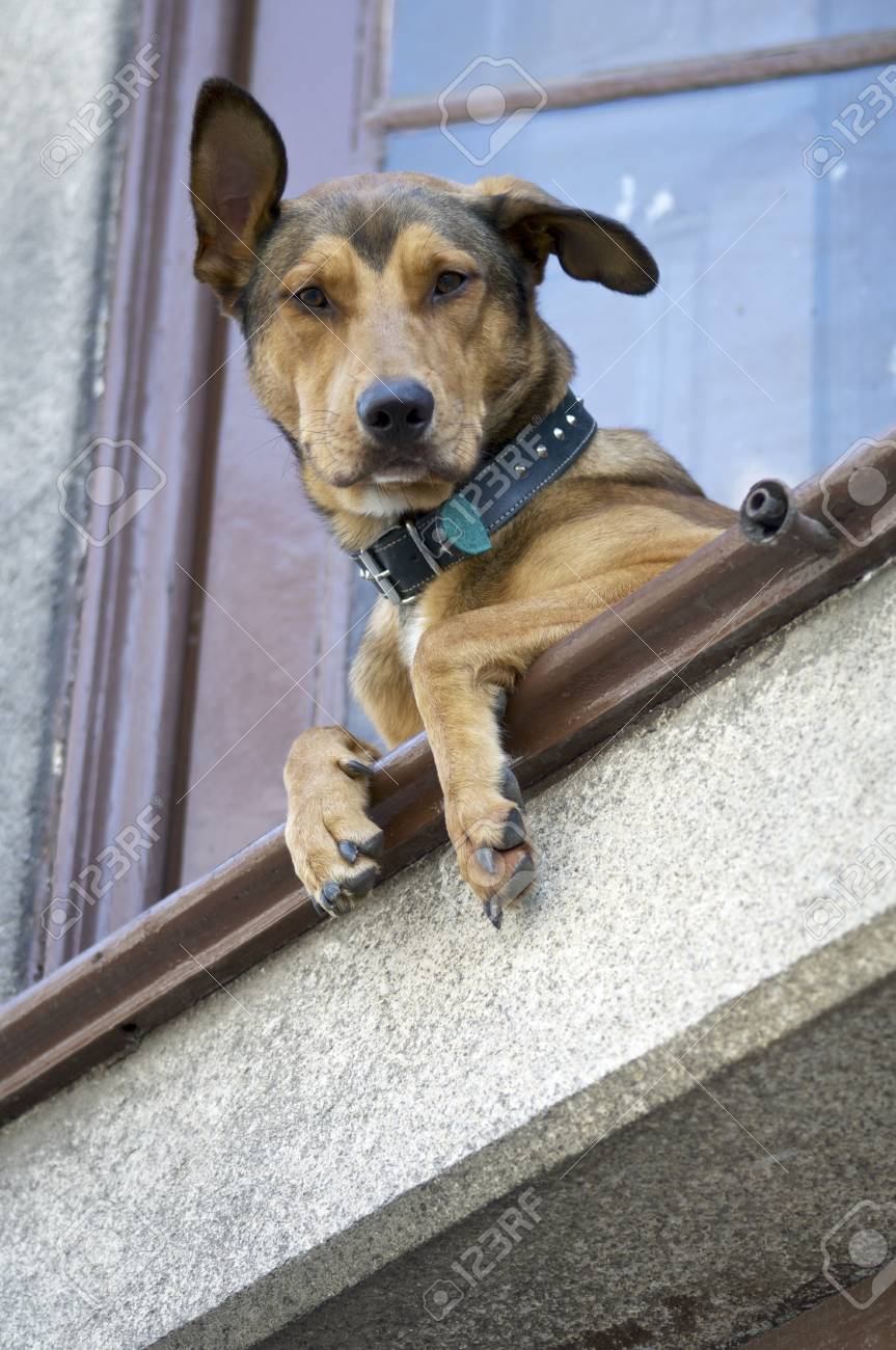 découvrez pourquoi les chiens adorent s'installer à la fenêtre : un mélange d'observation, de curiosité et de protection. apprenez comment cet comportement enrichit leur vie et crée des moments tendres entre votre compagnon à quatre pattes et le monde extérieur.