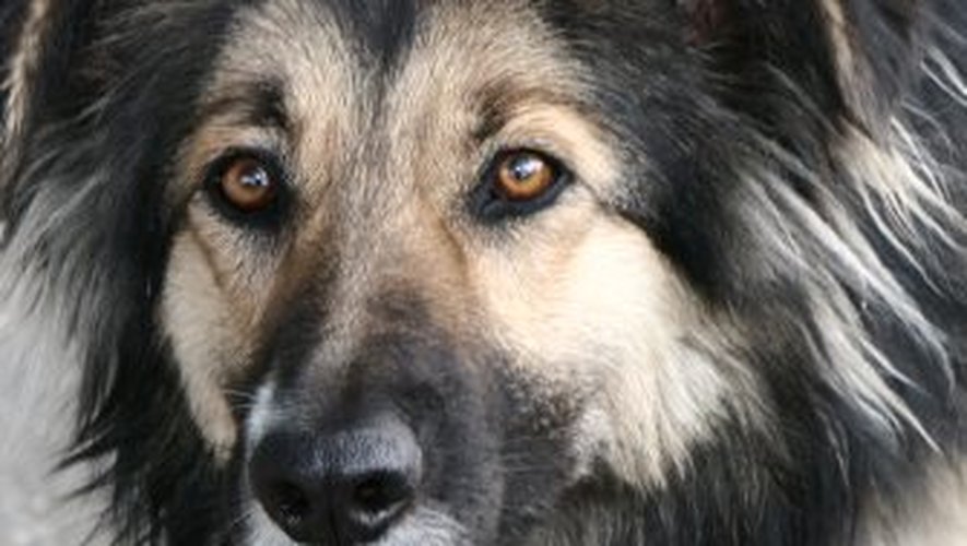 découvrez comment votre chien interagit avec le monde à travers la fenêtre. explorez des conseils sur la sécurité, le bien-être animal et les activités à faire pour enrichir l'expérience de votre compagnon à quatre pattes.