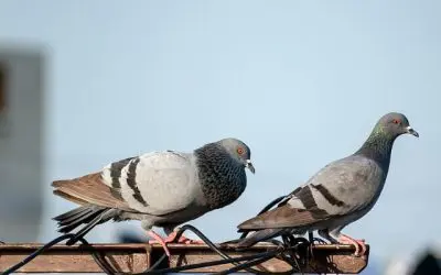 découvrez des méthodes efficaces pour éliminer les pigeons de votre toit. protégez votre maison des nuisibles et préservez son intégrité avec nos conseils pratiques et solutions adaptées.