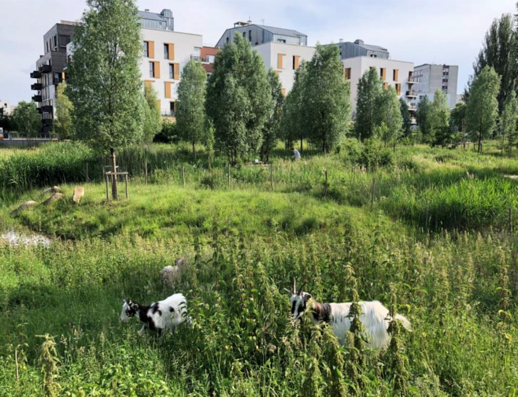 découvrez l'écologie urbaine, un domaine innovant qui allie développement urbain et préservation de l'environnement. apprenez comment les villes peuvent devenir plus durables et respectueuses de la biodiversité grâce à des aménagements écologiques, des espaces verts et des pratiques responsables.