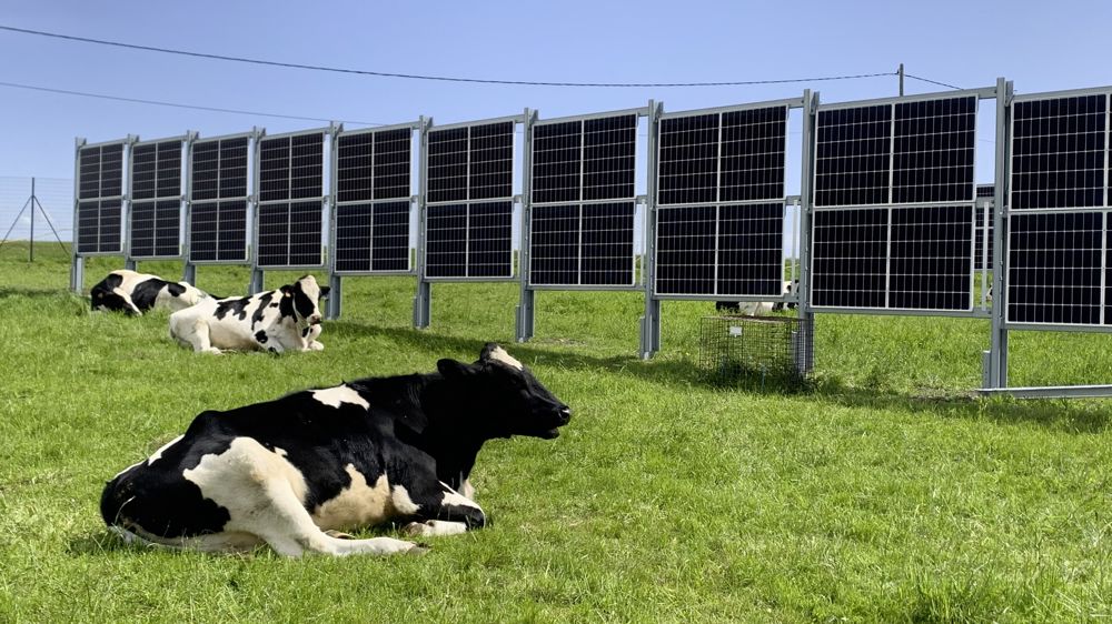 découvrez comment allier l'élevage bovin et les installations photovoltaïques pour une activité agricole durable et innovante. optimisez vos surfaces tout en contribuant à la transition énergétique.