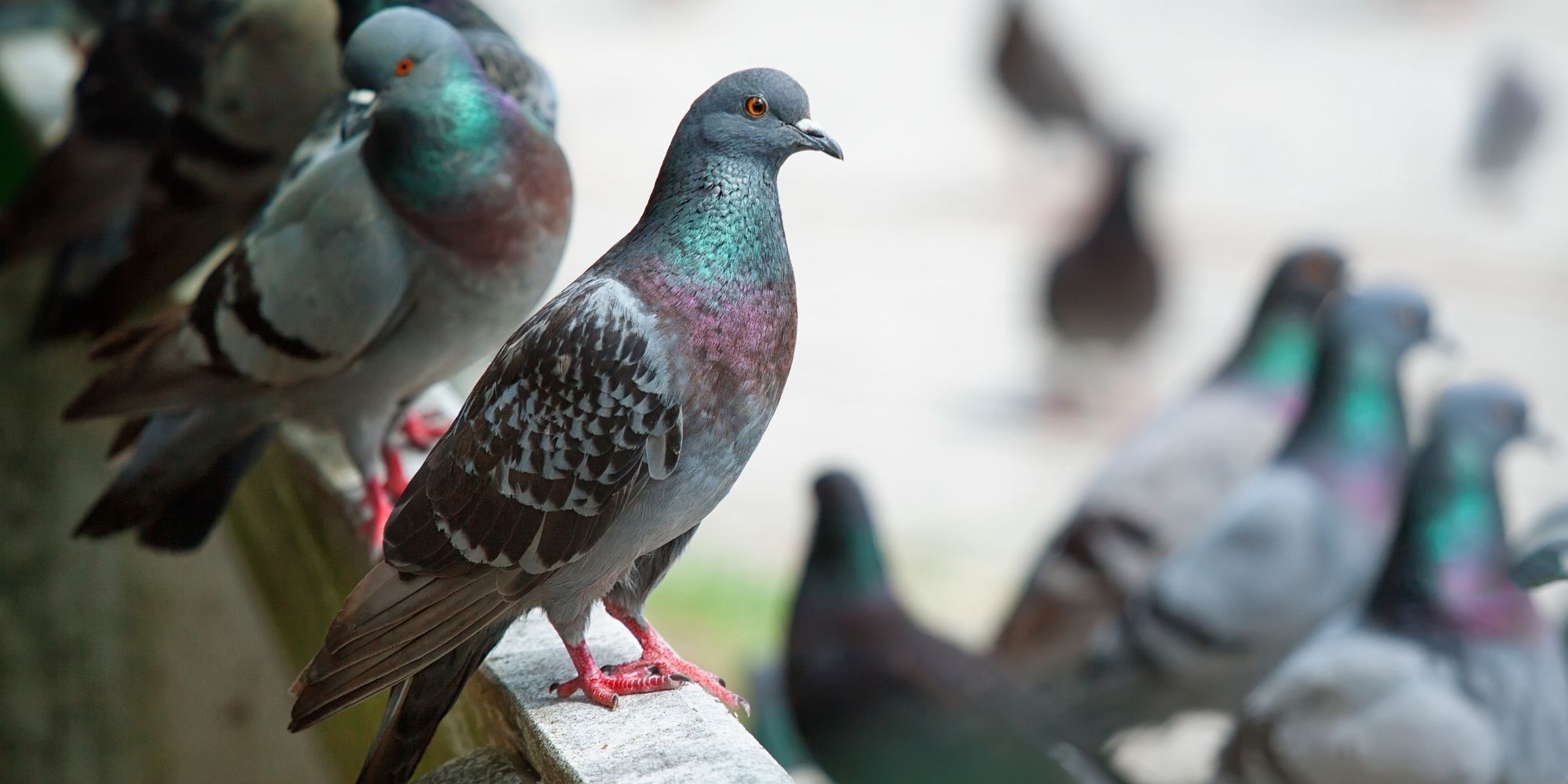découvrez des méthodes efficaces et humaines pour éliminer les pigeons de votre toit. protégez votre maison des nuisances et préservez l'hygiène de votre environnement tout en respectant la faune.
