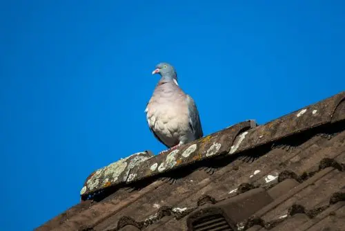 découvrez des méthodes efficaces pour éliminer les pigeons de votre toit. protégez votre maison des nuisibles et évitez les dommages causés par ces oiseaux. obtenez des conseils pratiques pour maintenir un environnement sain et sécurisé.