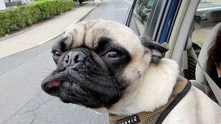 découvrez comment les chiens aiment observer le monde depuis la fenêtre de la maison. apprenez les comportements amusants de votre compagnon à quatre pattes et créez un espace agréable pour lui.