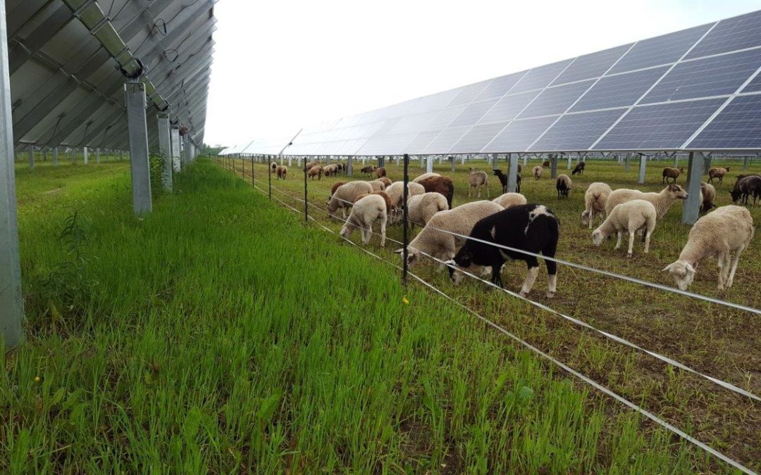 découvrez notre ferme photovoltaïque dédiée à la production d'énergie verte. explorez comment cette initiative durable contribue à un avenir énergétique responsable tout en préservant l'environnement.