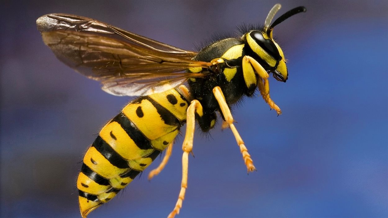 découvrez des stratégies efficaces pour mener une guerre contre les guêpes. apprenez à identifier les nids, à utiliser des méthodes naturelles et à protéger votre espace extérieur tout en maintenant un environnement sûr pour votre famille.
