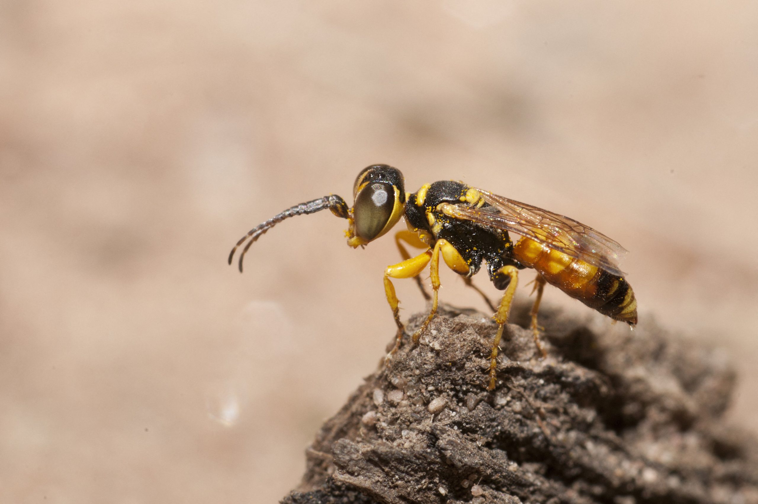 découvrez des méthodes efficaces et écologiques pour lutter contre les guêpes qui envahissent votre espace. apprenez à gérer les nids, à utiliser des répulsifs naturels et à protéger votre jardin tout en préservant l'équilibre de la nature.