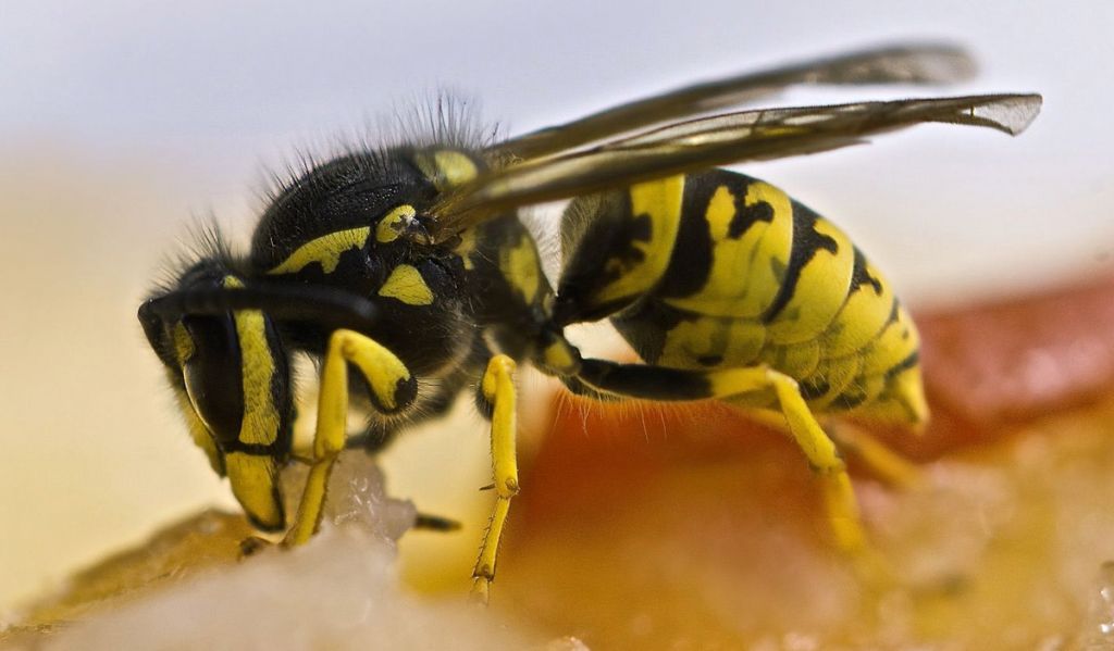 découvrez des stratégies efficaces pour combattre les guêpes et protéger votre environnement. apprenez à identifier les nids, utiliser des répulsifs naturels et adopter des méthodes sûres pour une guerre réussie contre ces insectes envahissants.