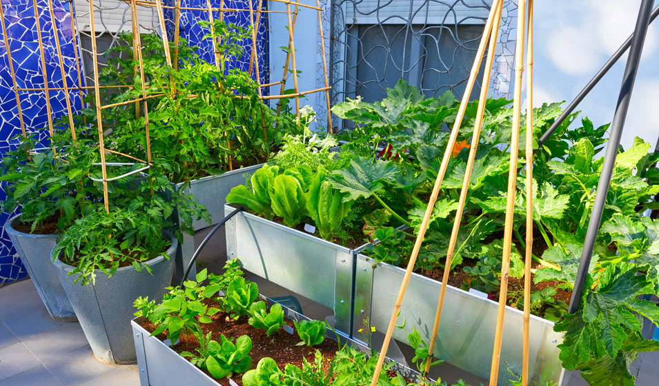 découvrez comment créer un jardin urbain luxuriant en milieu citadin. transformez les espaces réduits en havres de paix, apprenez des techniques de jardinage adaptées et cultivez vos propres plantes, fruits et légumes au cœur de la ville.