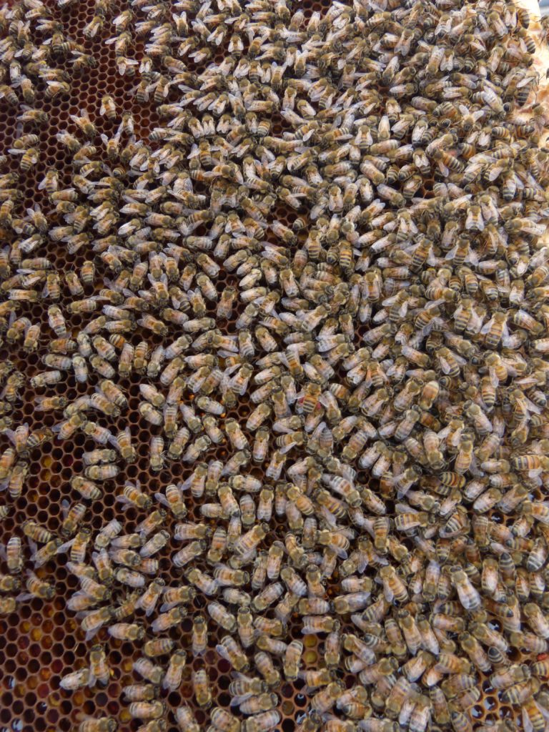 découvrez nos ruches de toit à metz, une solution innovante et écologique pour favoriser la biodiversité en milieu urbain. apprenez à installer et entretenir une ruche tout en participant à la protection des abeilles.