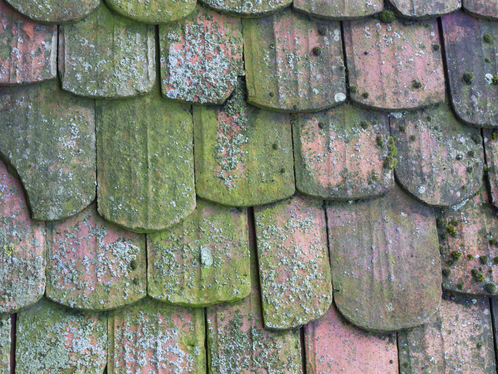 découvrez nos solutions de mousse pour toiture, idéales pour l'isolation et la protection de votre maison. améliorez l'efficacité énergétique de votre toit tout en prévenant les fuites et les dégâts grâce à nos produits innovants.