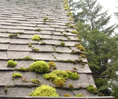 découvrez notre mousse spécialisée pour nettoyer et entretenir les toits en ardoise. protégez votre toiture des mousses, lichens et autres impuretés tout en préservant son esthétique et sa durabilité. idéal pour prolonger la vie de votre toiture ardoise.