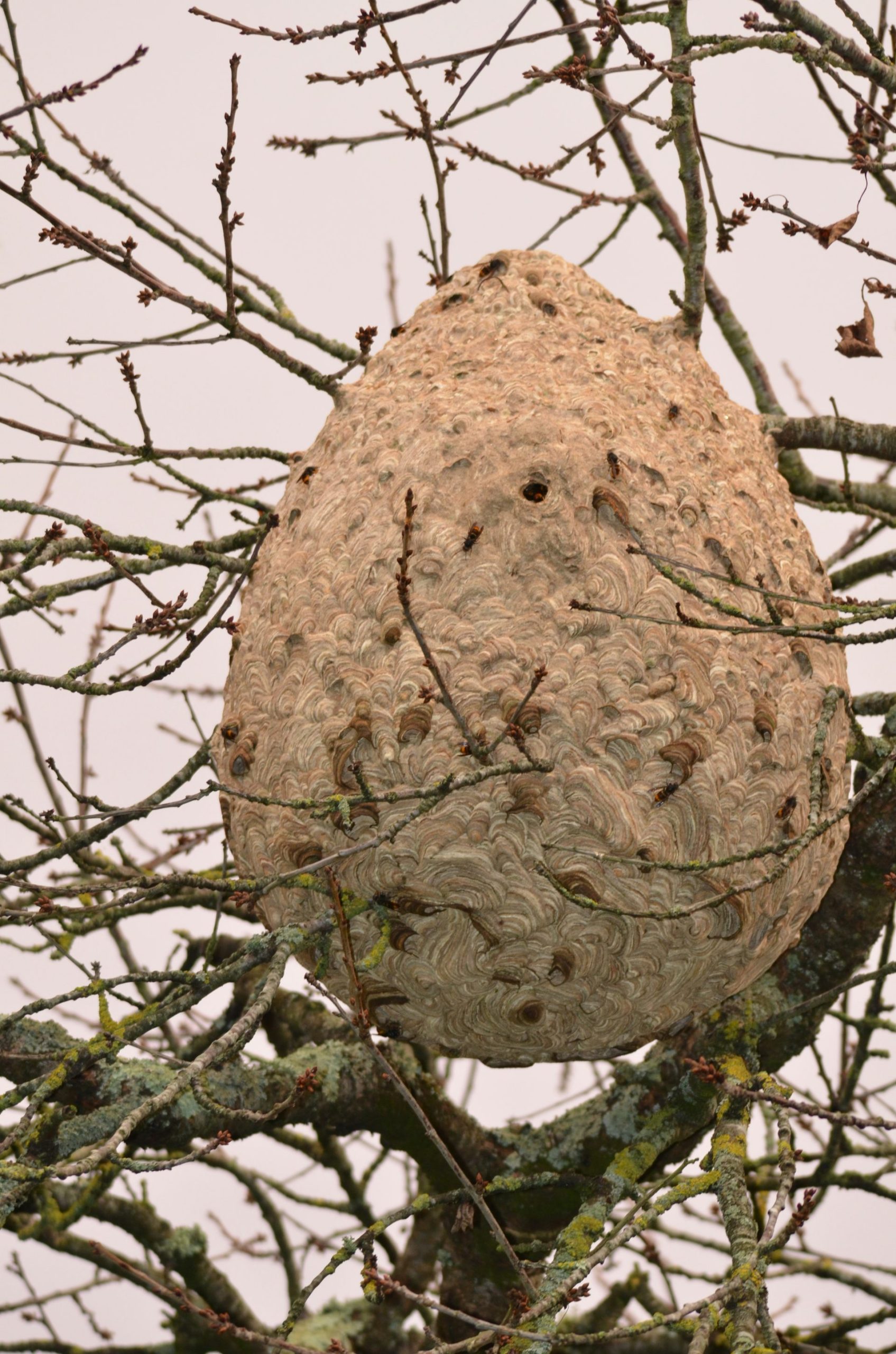 découvrez tout sur le nid de frelon : sa construction, son habitat, et les précautions à prendre pour le gérer en toute sécurité. informez-vous sur les frelons et comment les professionnels peuvent vous aider à débarrasser votre jardin de ces insectes.