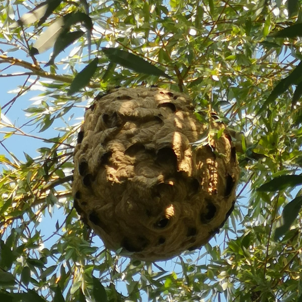 découvrez les nids de frelons, leur structure fascinante et leur impact sur l'environnement. apprenez comment identifier un nid de frelons et les mesures de sécurité à prendre pour éviter les piqûres.