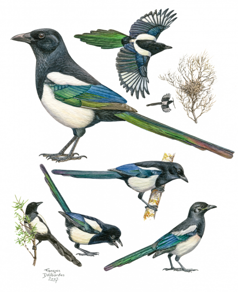 découvrez tout sur le nid de pie de toit, une solution esthétique et fonctionnelle pour votre habitation. apprenez à concevoir, entretenir et optimiser cet espace unique, tout en bénéficiant de conseils d'experts sur l'intégration des éléments naturels et architecturaux. que vous soyez un amateur de bricolage ou un professionnel, explorez nos idées et inspirations pour transformer votre toit en un véritable lieu de vie.