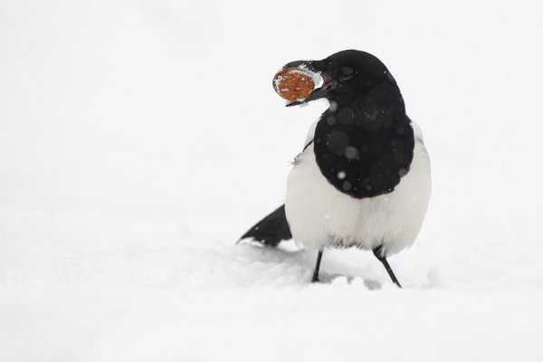 découvrez le nid de pie en toiture, une solution idéale pour allier esthétisme et fonctionnalité. apprenez comment intégrer ce type de construction originale à votre projet immobilier, tout en profitant d'un espace unique et chaleureux. explorez les avantages de cette architecture innovante pour un habitat confortable et authentique.