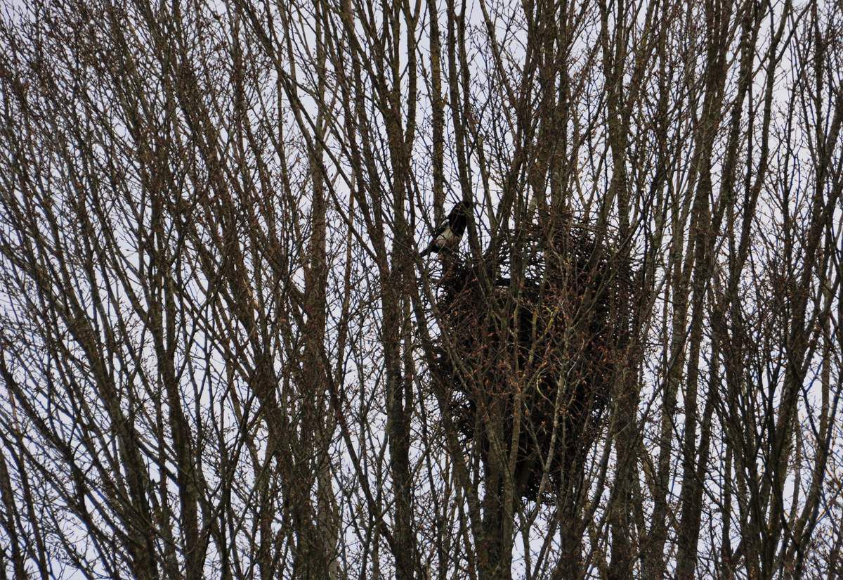 découvrez le nid de pie toit, une solution élégante et fonctionnelle pour votre toiture. ce concept innovant allie esthétisme et efficacité, tout en offrant une protection optimale contre les intempéries. idéal pour ceux qui souhaitent personnaliser leur espace extérieur tout en préservant l'intégrité de leur maison.