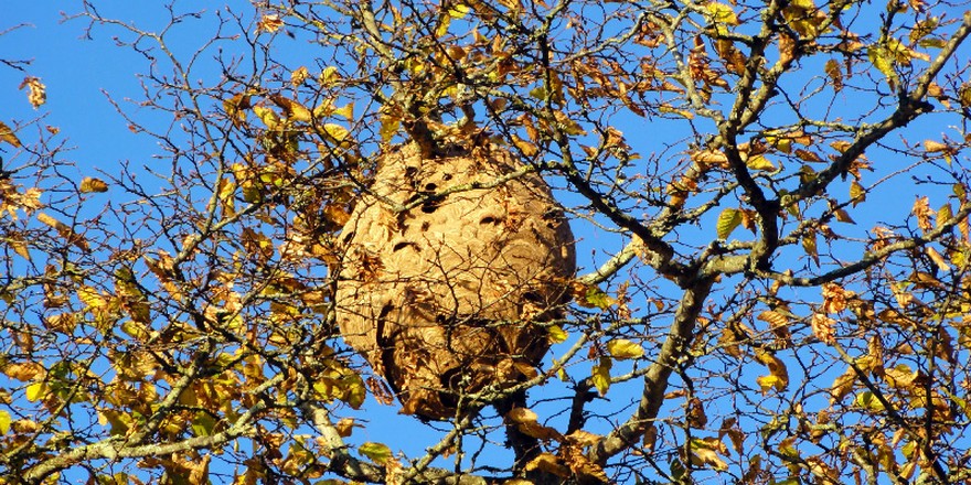 découvrez tout ce qu'il faut savoir sur le nid de frelon : caractéristiques, dangers, et méthodes d'élimination. protégez votre espace de vie des nuisibles et apprenez à repérer ces nids prudemment.