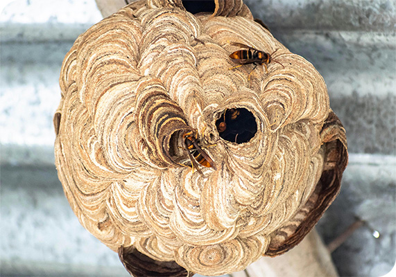 découvrez tout sur le nid de frelon : caractéristiques, dangers, méthodes de suppression et prévention. informez-vous pour protéger votre espace et éviter les piqûres.