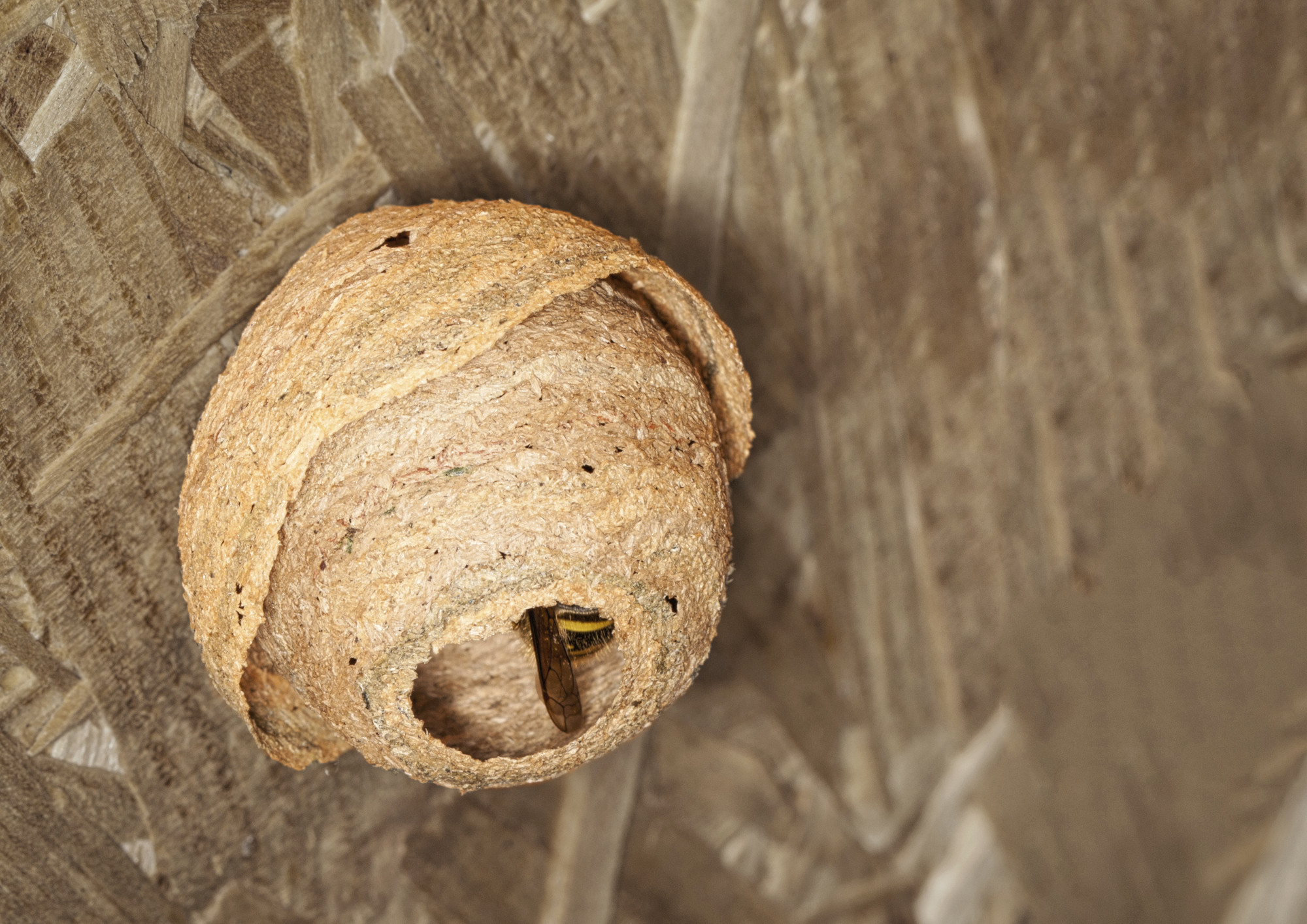 découvrez tout ce qu'il faut savoir sur le nid de frelon : caractéristiques, dangers, conseils pour l'identifier et les méthodes pour s'en débarrasser en toute sécurité. protégez votre environnement avec des solutions efficaces.