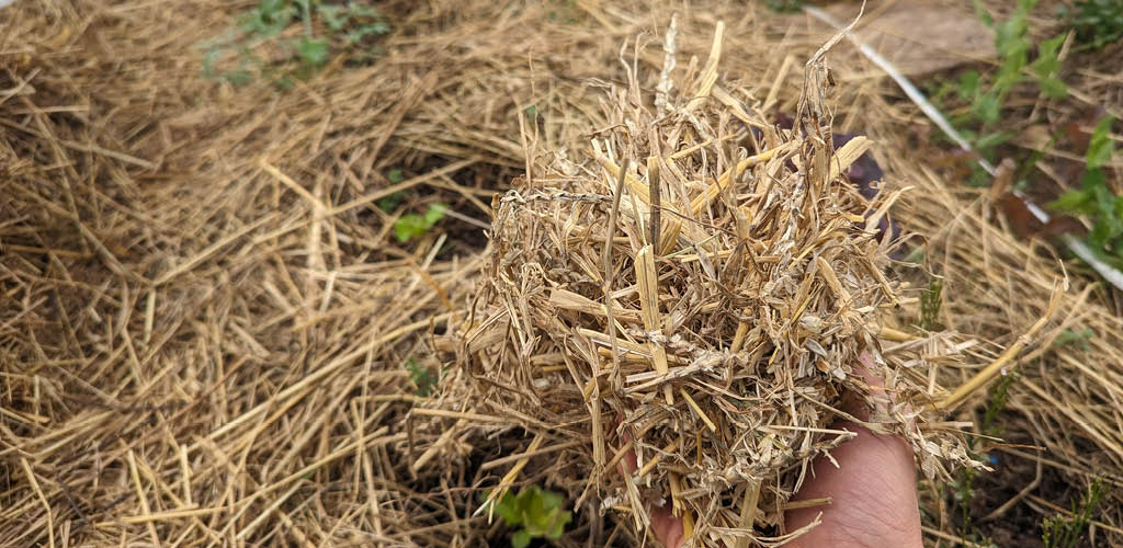 découvrez notre sélection de pailles écologiques et réutilisables, idéales pour toutes vos boissons. contribuez à la protection de l'environnement tout en ajoutant une touche stylée à vos moments de convivialité.