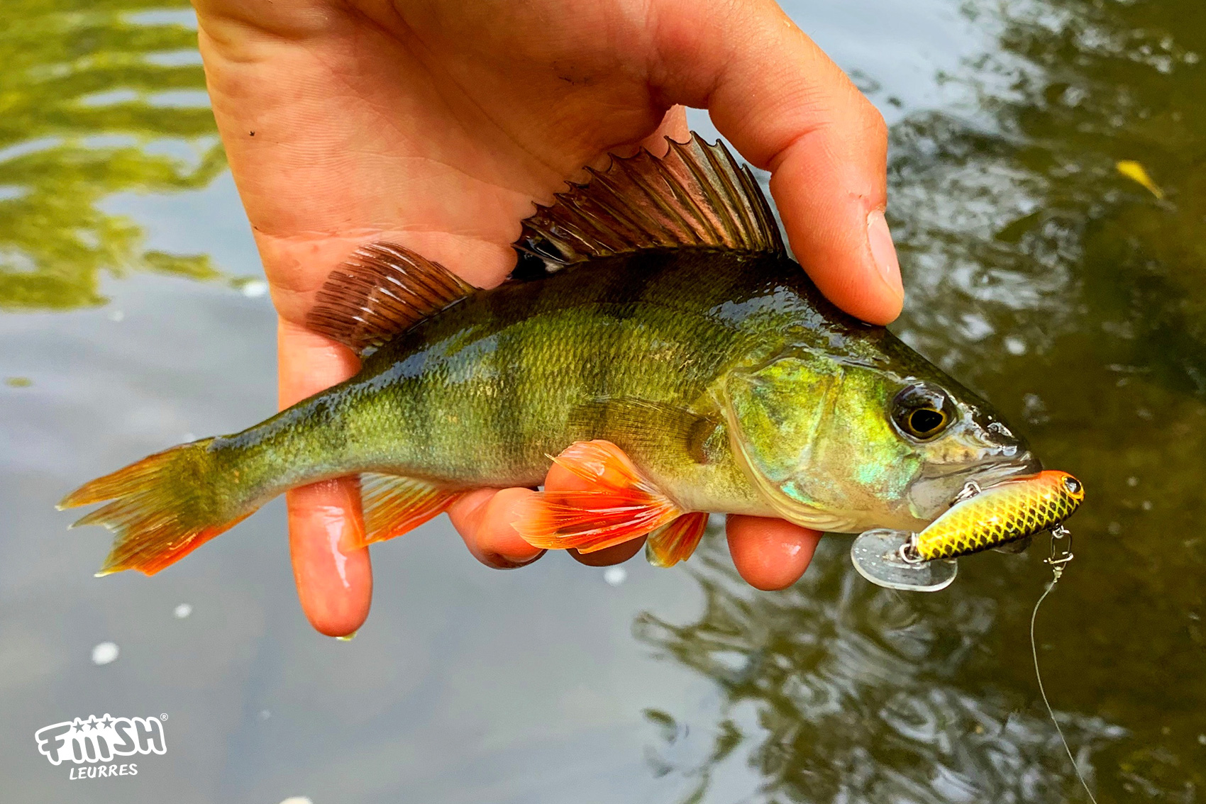 découvrez tout ce qu'il faut savoir sur la perche, un poisson apprécié pour sa chair savoureuse et ses caractéristiques uniques. apprenez sur ses habitats, techniques de pêche, recettes et conseils pour profiter pleinement de ce délicat met.