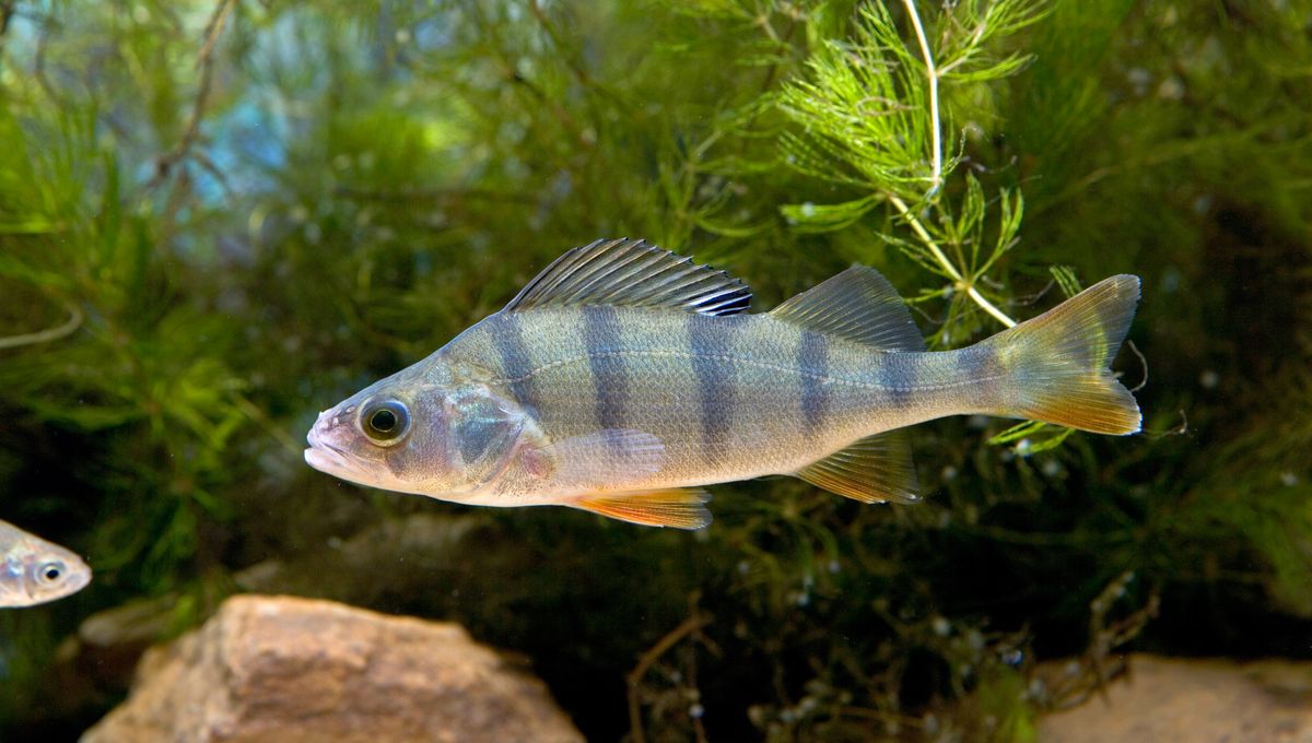 découvrez tout sur la perche, ce poisson d'eau douce apprécié des pêcheurs pour son goût savoureux et ses techniques de pêche variées. apprenez les meilleures astuces pour attraper la perche et savourez des recettes délicieuses.