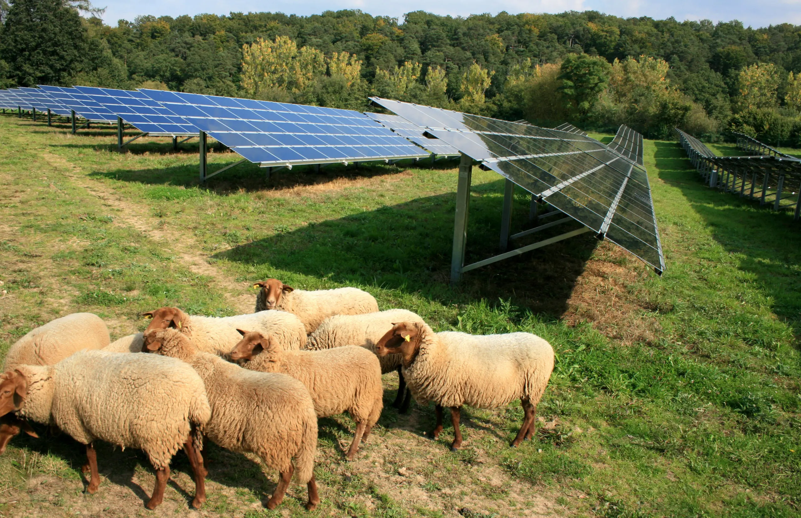 découvrez comment la synergie entre le photovoltaïque et l'agriculture durable peut révolutionner la production alimentaire tout en préservant notre environnement. explorez des solutions innovantes qui allient énergies renouvelables et pratiques agricoles écoresponsables.