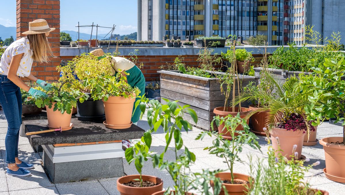découvrez les avantages d'un potager d'entreprise : un lieu unique qui favorise le bien-être des employés, renforce la cohésion d'équipe et permet de cultiver des légumes frais tout en respectant l'environnement. transformez votre espace de travail en un havre de verdure et de productivité!