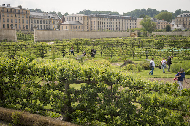découvrez le plaisir de cultiver votre propre potager à paris! des conseils pratiques pour jardiner en milieu urbain, des astuces pour choisir vos plantes, et des idées de recettes pour savourer vos récoltes. transformez votre balcon ou votre jardin en un véritable coin de verdure!