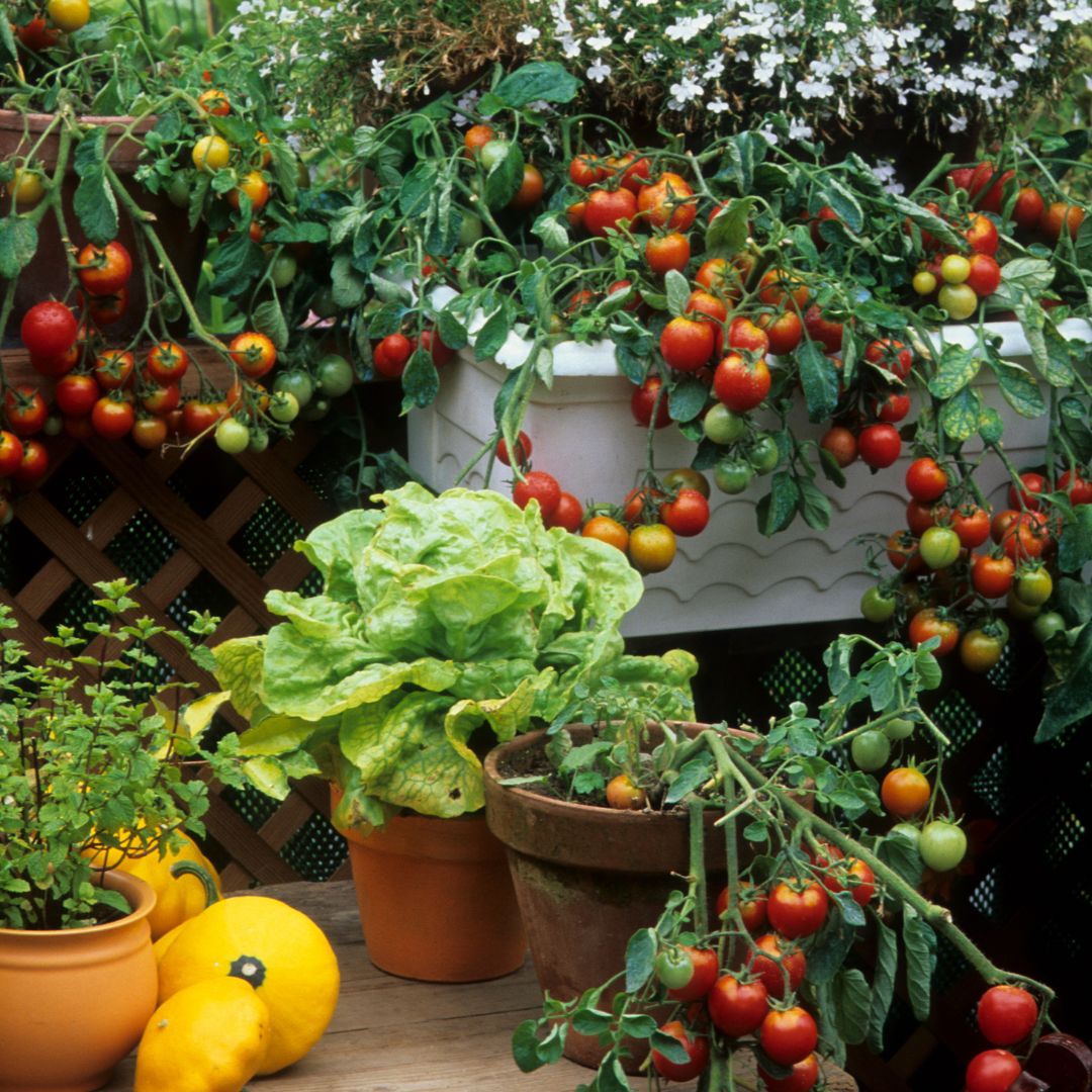 découvrez comment créer un potager sur votre terrasse pour cultiver vos légumes frais et aromates. profitez d'astuces pratiques et de conseils de jardinage adaptés aux petits espaces!