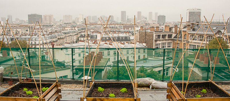 découvrez comment aménager un potager sur votre toit pour cultiver des légumes frais et sains tout en optimisant l'espace urbain. nos conseils pratiques vous aideront à tirer le meilleur parti de votre terrasse, tout en ajoutant une touche de verdure à votre environnement.
