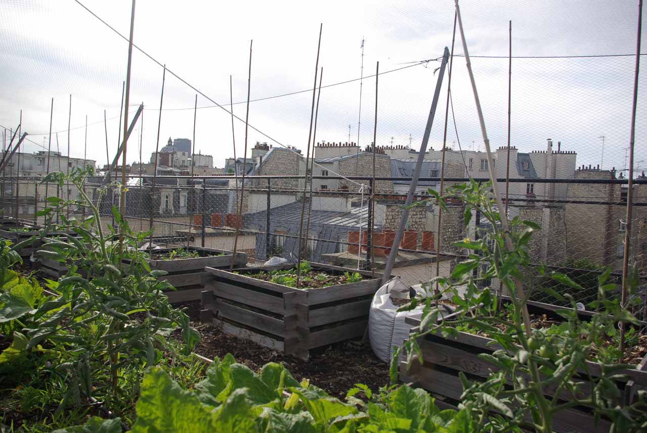 découvrez comment transformer votre toit en un potager urbain productif. cultivez vos légumes et herbes fraîches tout en optimisant l'espace et en améliorant l'esthétique de votre maison. profitez des bienfaits d'un jardin en hauteur grâce à nos conseils pratiques et astuces de jardinage adaptés aux toits.