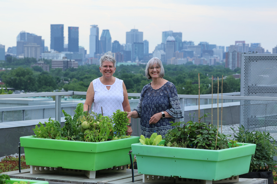 découvrez comment aménager un potager sur votre toit pour allier nature et urbanisme. apprenez des techniques de culture innovantes et les meilleures plantes à cultiver en hauteur pour profiter d'une récolte saine et savoureuse.